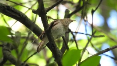 Yakın plan ardıç kuşu (luscinia luscinia) ormanda bir dalda oturur ve şarkı söyler. Doğal ses