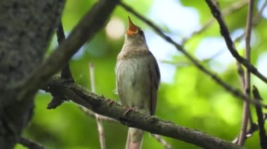 Pamukçuk bülbülü (luscinia luscinia) bir ağaç dalında oturur ve ormanda şarkı söyler. Doğal ses