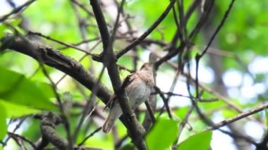 Pamukçuk bülbülü (luscinia luscinia) bir ağaç dalında oturur ve ormanda şarkı söyler. Doğal ses