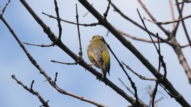 Grünfink Chloris Chloris Sitzt Auf Einem Ast Der Wind Gegen — Stockvideo