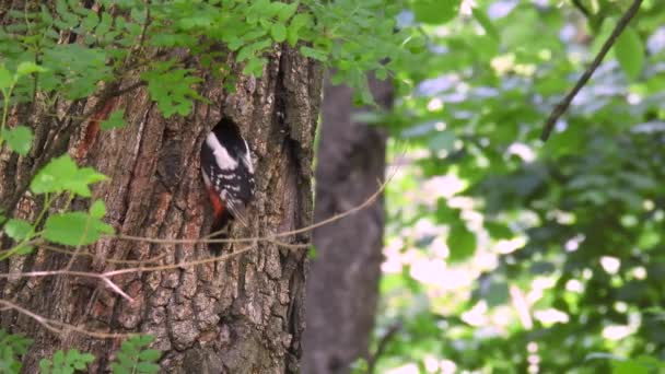 大斑点啄木鸟 Dendrocopos Major 坐在树洞附近 喂孩子们 然后飞走了 自然的声音 — 图库视频影像