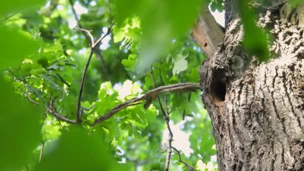 Grande Pica Pau Manchado Dendrocopos Major Voa Até Tronco Árvore — Vídeo de Stock