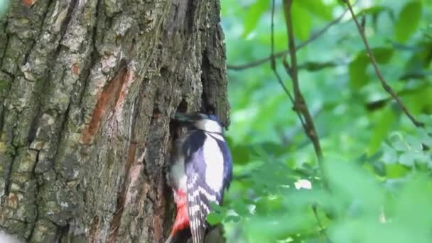 Burung Pelatuk Berbintik Besar Dendrocopos Major Dekat Cekungan Pohon Hutan — Stok Video