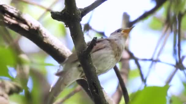 特写的画眉夜莺 卢斯科尼亚 坐在森林的树枝上歌唱 自然的声音 — 图库视频影像