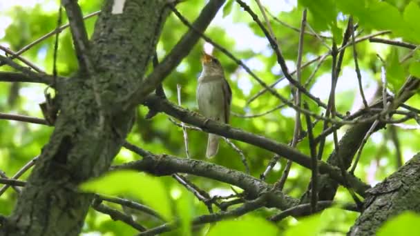 Mughetto Usignolo Luscinia Luscinia Siede Ramo Albero Nella Foresta — Video Stock