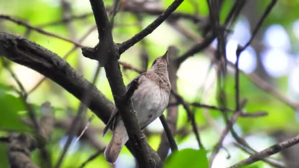 Close Thrush Nightingale Luscinia Luscinia Sits Branch Forest Sing Natural — Stock Video