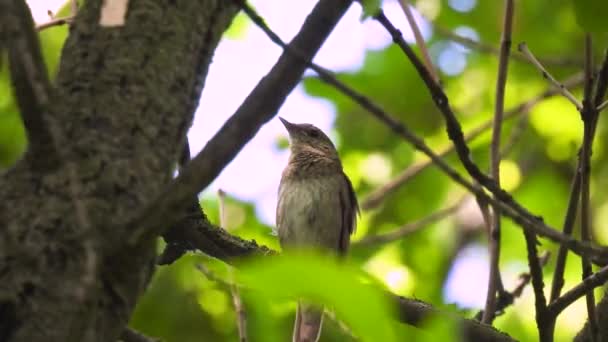 Thrush Nightingale Luscinia Luscinia Senta Galho Árvore Canta Floresta Som — Vídeo de Stock