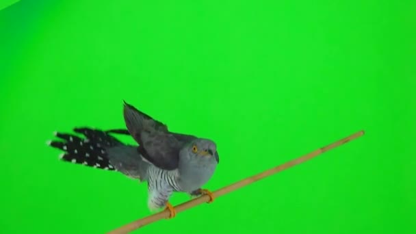 Cuckoo Umum Cuculus Canorus Duduk Cabang Bergerak Dengan Ayunan Sayap — Stok Video