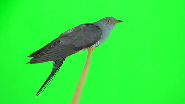 Cuckoo Umum Cuculus Canorus Duduk Cabang Profil Pada Layar Hijau — Stok Video