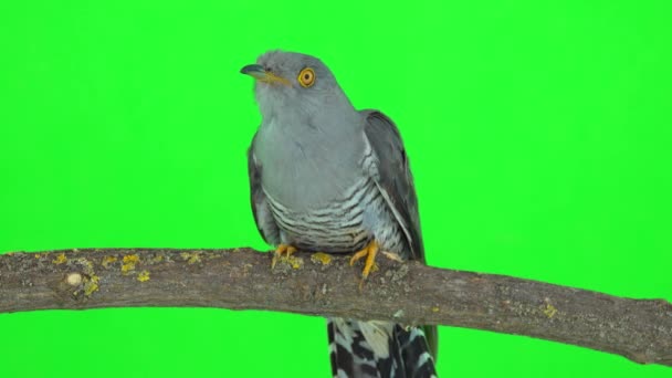 Close Common Cuckoo Cuculus Canorus Sits Tree Branch Green Screen — Stock Video