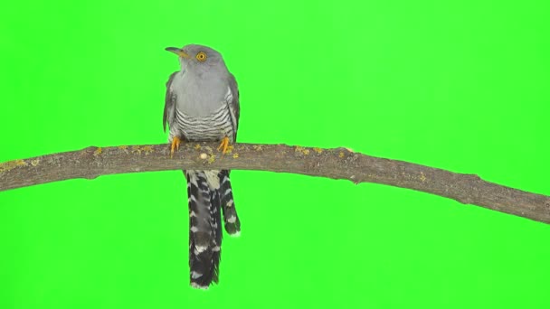 Κοινός Κούκος Cuculus Canorus Κάθεται Ένα Κλαδί Δέντρου Μια Πράσινη — Αρχείο Βίντεο