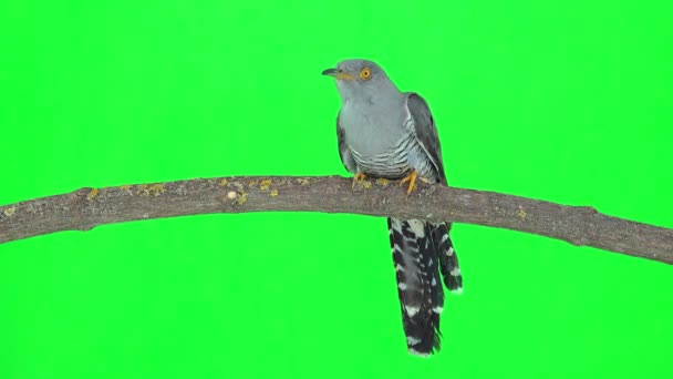 Genel Guguk Kuşu Guguk Kuşu Kanorusu Yeşil Ekran Üzerinde Bir — Stok video