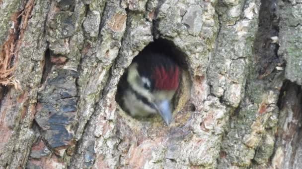 Chick Great Spotted Woodpecker Dendrocopos Major Climbs Out Hollow Screams — Stock Video