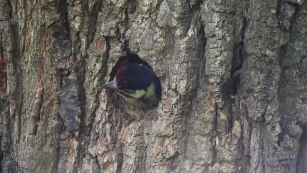 小鸡大斑点啄木鸟 树冠主要 爬出空心和尖叫声 自然的声音 — 图库视频影像