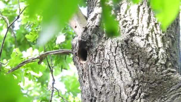 Grande Pica Pau Manchado Dendrocopos Major Voa Para Árvore Oca — Vídeo de Stock