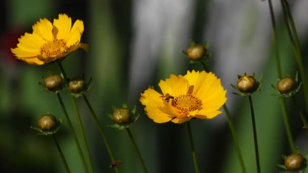 Flores Amarillas Rudbeckia Sobre Fondo Verde Borroso Las Abejas Recogen — Vídeo de stock