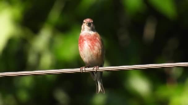 ユーラシア語のLinnet リナリア カンナビナ の男がワイヤーの上に座り 緑のぼやけた背景で歌います 自然の音 — ストック動画