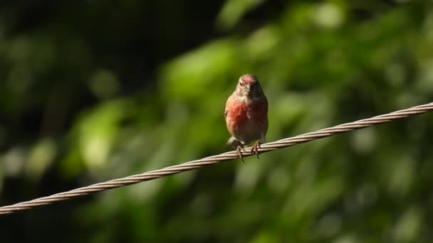 Euroasijský Linnet Linaria Cannabina Člověk Sedí Drátu Zpívá Zeleném Rozmazaném — Stock video