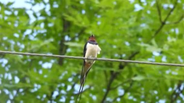 Ahır kırlangıcı (hirundo rustica) bulanık yeşil arka planda, ormanda bir telin üzerinde oturuyor. Doğal ses