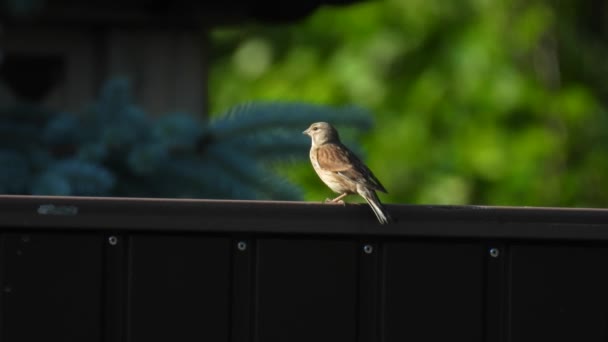 Eurasian Linnet Linaria Cannabina Woman Sitting Fence Forest Blurred Green — Stock Video