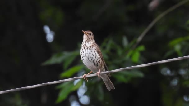 Thrush Canção Turdus Philomelos Sentado Fio Floresta Fundo Verde Borrado — Vídeo de Stock