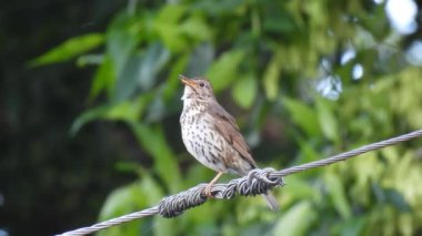 Şarkı ardıç kuşu (turdus philomelos) yeşil arka planda, ormanda bir tel üzerinde oturmaktadır. Doğal ses