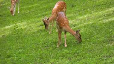 Genç Sika geyiği (cervus nippon) yeşil çimlerde otlar. Doğal ses