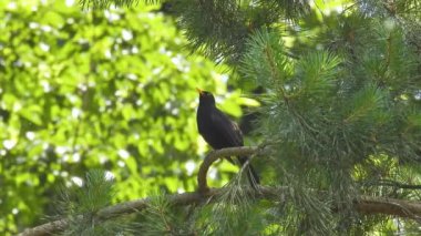 Avrasya karatavuğu (turdus merula), bulanık yeşil arka planda, ormanda bir çam dalında bulunur.