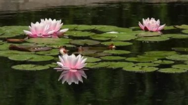 Suda pembe nilüferler var. Doğal ses