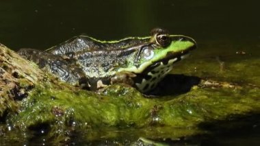 Kurbağa suya oturur. Doğal ses