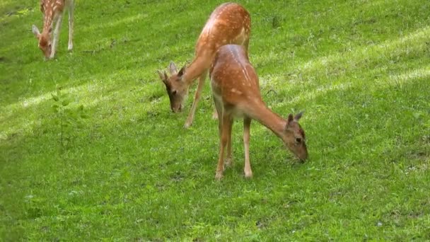Młody Jeleń Sika Cervus Nippon Wypasu Zielonej Trawie Naturalny Dźwięk — Wideo stockowe
