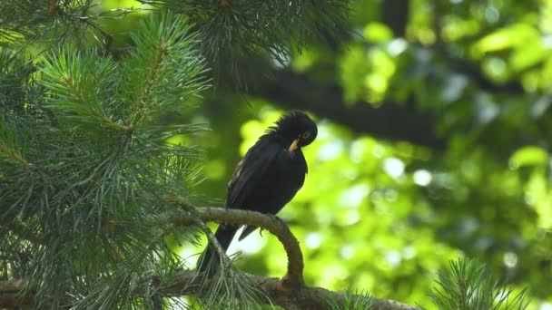 Euroasijský Kos Turdus Merula Sedí Borovicové Větvi Lese Rozmazaném Zeleném — Stock video