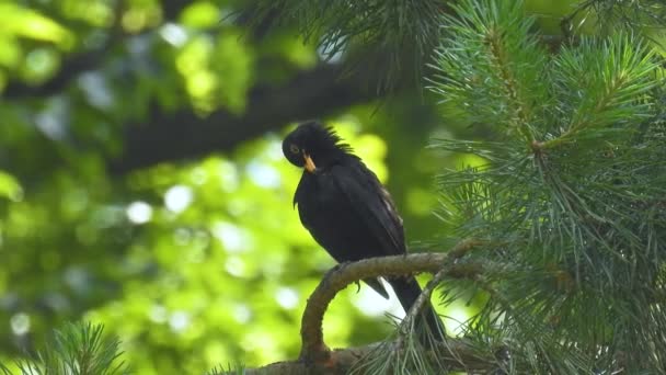Eurasian Blackbird Turdus Merula 소나무가지에 배경이다 — 비디오
