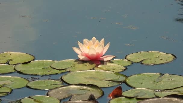 Roze Lotus Het Water Natuurlijk Geluid — Stockvideo