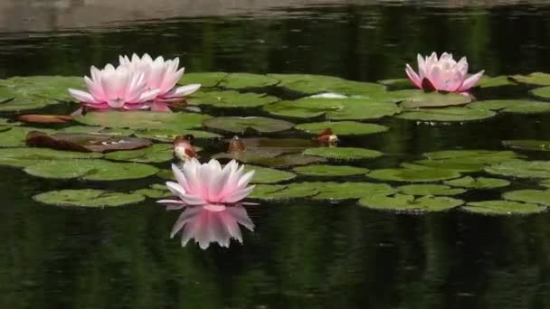 Rosa Lotusblüten Auf Dem Wasser Natürlicher Klang — Stockvideo
