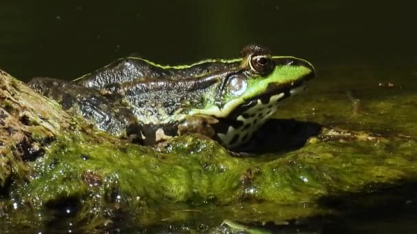 Frosch Sitzt Wasser Natürlicher Klang — Stockvideo