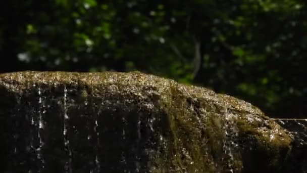 Agua Desciende Piedra Sobre Fondo Bosque Verde — Vídeos de Stock