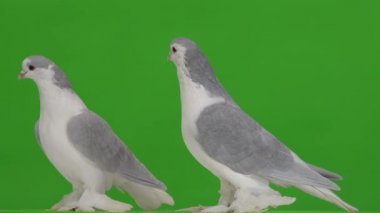 Farklı yönlere bakan iki güvercin, yeşil bir arkaplanda profilden çekilmişler.