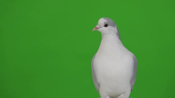 Güvercin Yeşil Arkaplanda Izole Edilmiş Kameraya Bakıyor — Stok video