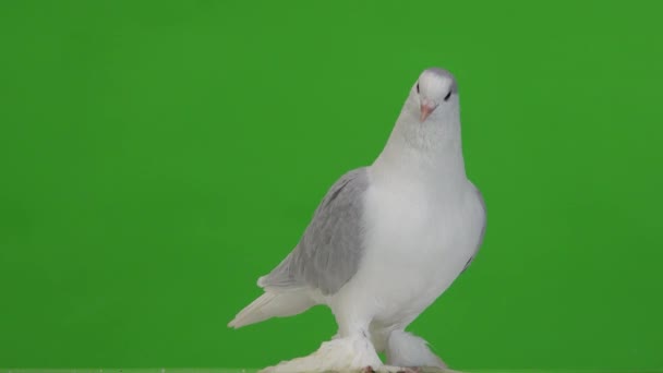 鳩は緑の背景に隔離された異なる方向を見て — ストック動画