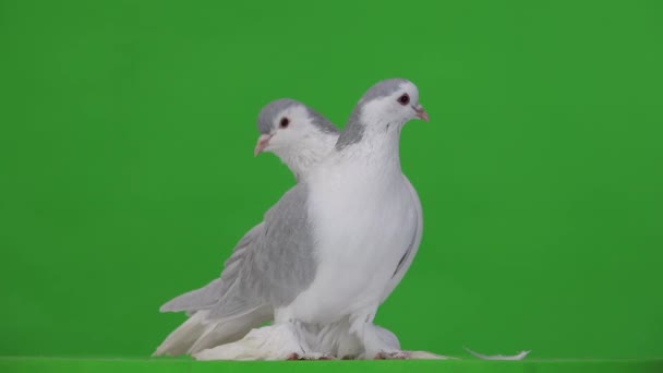 Dos Palomas Mirando Diferentes Direcciones Perfil Sobre Fondo Verde — Vídeo de stock