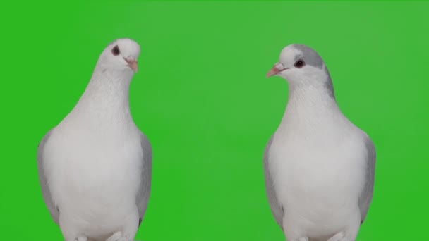 緑の背景に隔離された2つの鳩は — ストック動画