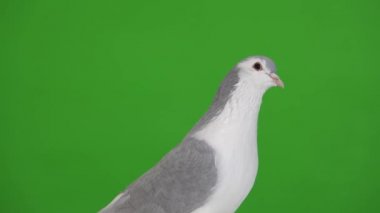 Yeşil ekranda izole edilmiş güvercin portresi