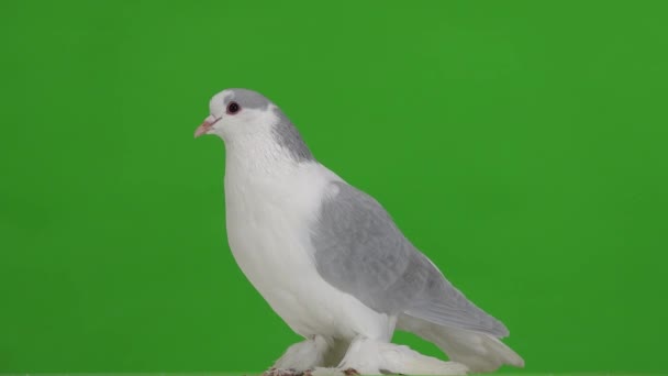 Lahore Pigeons Isolated Green Screen — 图库视频影像