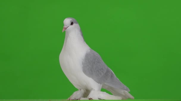 Yeşil Ekranda Yalıtılmış Lahana Güvercinleri — Stok video