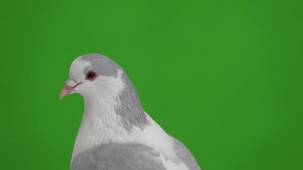 Retrato Pombo Isolado Tela Verde — Vídeo de Stock