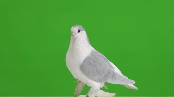 緑の画面で隔絶された脚を持つ鳩 — ストック動画