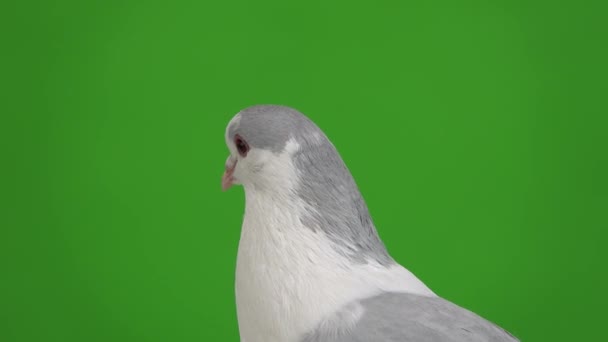 Portrait Pigeon Isolé Sur Écran Vert — Video