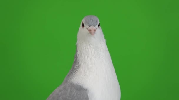 Pigeon Portrait Isolated Green Screen — Stock Video