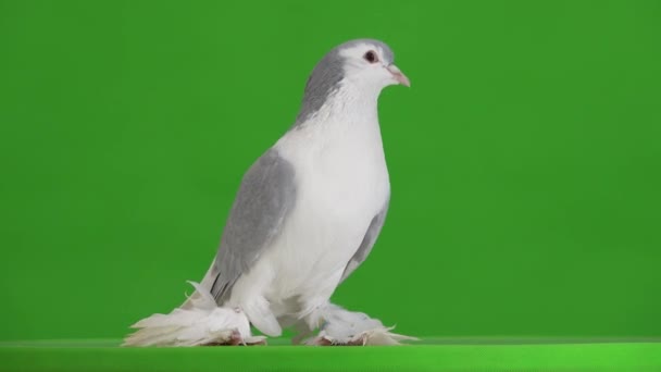 Lahore Pigeons Isolated Green Screen — Stock Video